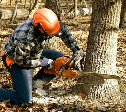 Tree Removal in Newhope, AR